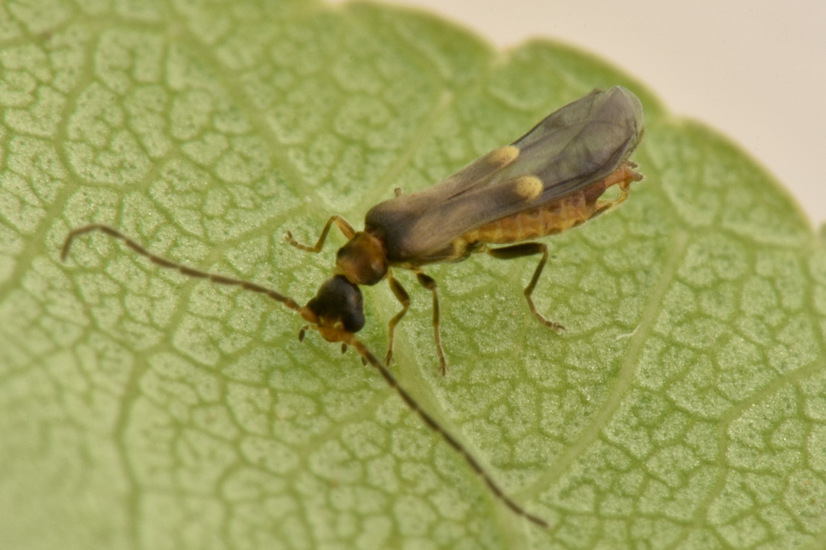 Cantharidae:  Malthodes sp?  S, Malthodes latialis